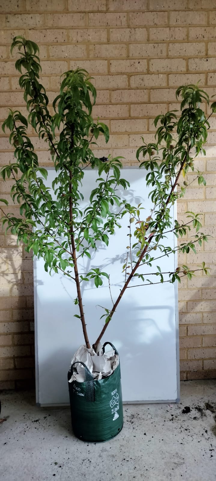 Peach Tree - 2 Way Grafted Jewel and Tasty Zee Perth