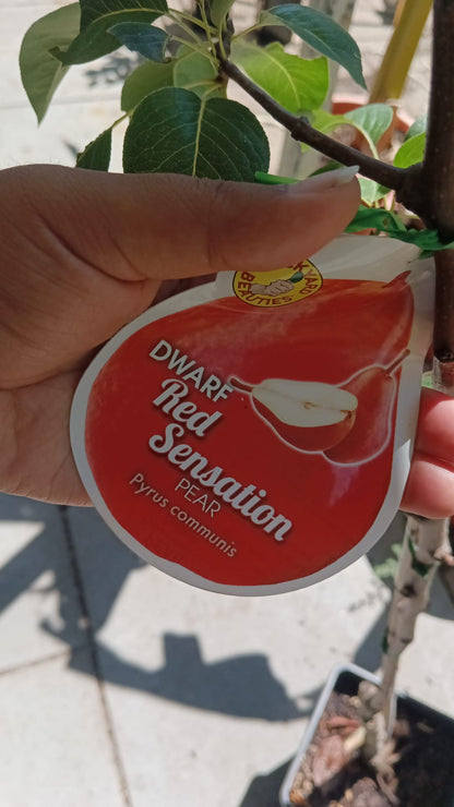 Dwarf Red Sensation Pear Perth