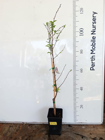Dwarf Spring Plumcot Perth