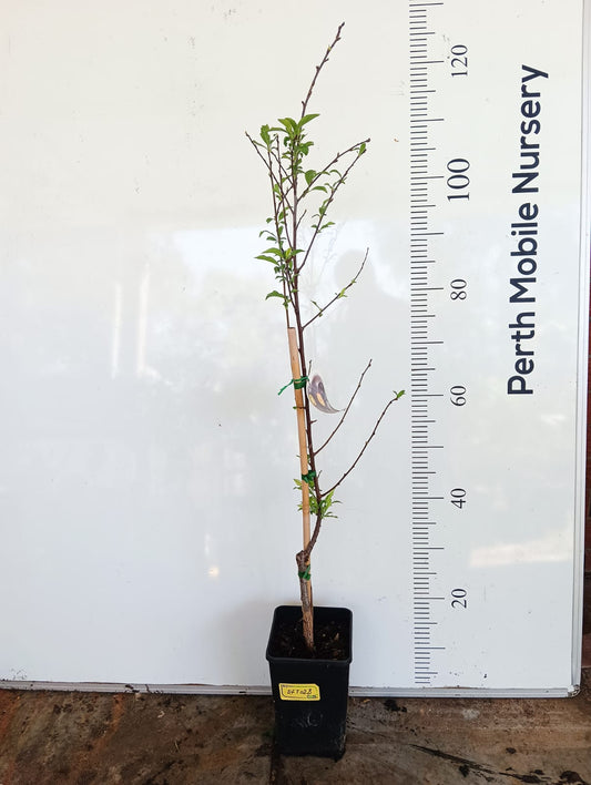 Dwarf Spring Plumcot Perth