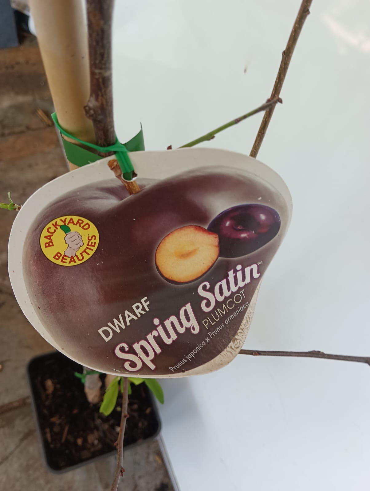 Dwarf Spring Plumcot Perth