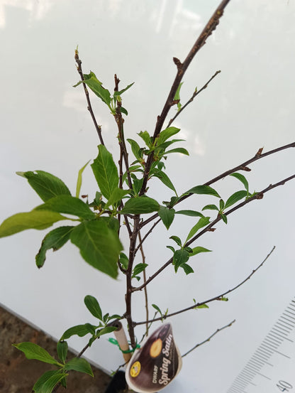 Dwarf Spring Plumcot Perth