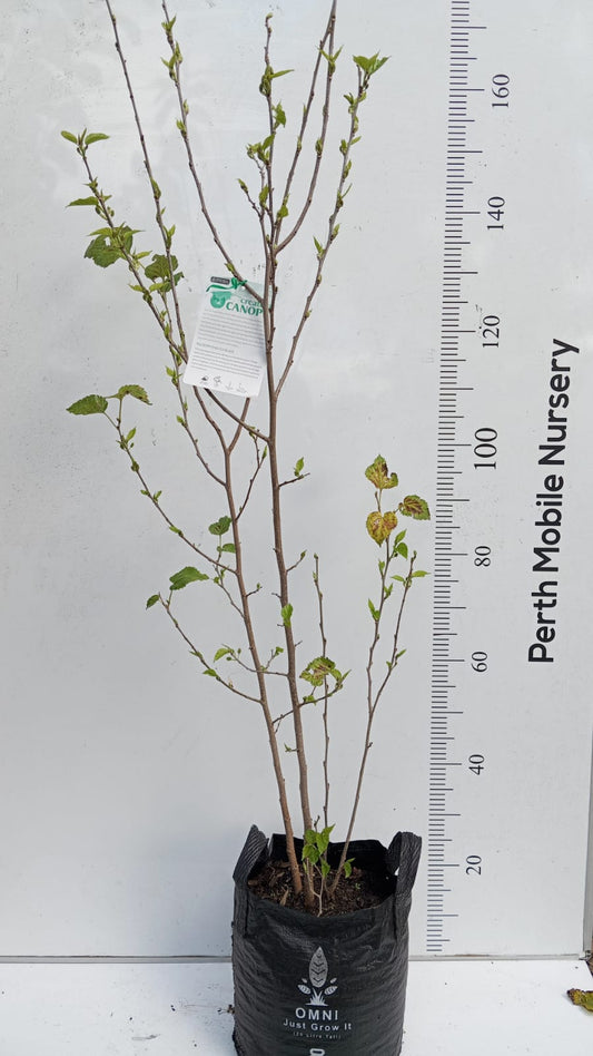 Dwarf Mulberry Tree Red Shahtoot