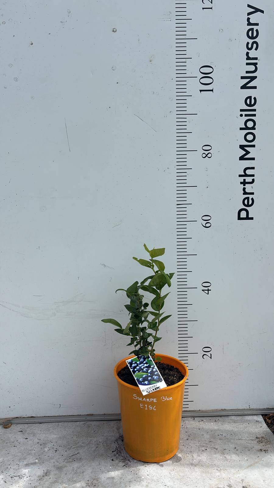 Blueberry Blueberries Bush