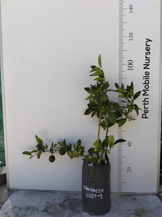 Dwarf Valencia Orange Fruit Tree