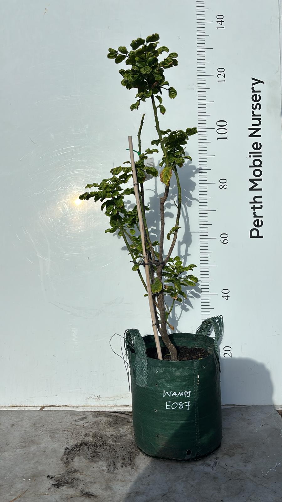 Wampee Wampi Fruit Tree