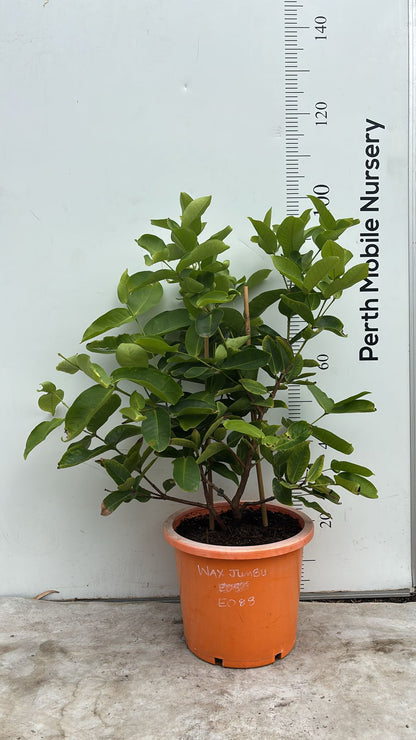 Wax Jambu Pink Fruit Tree