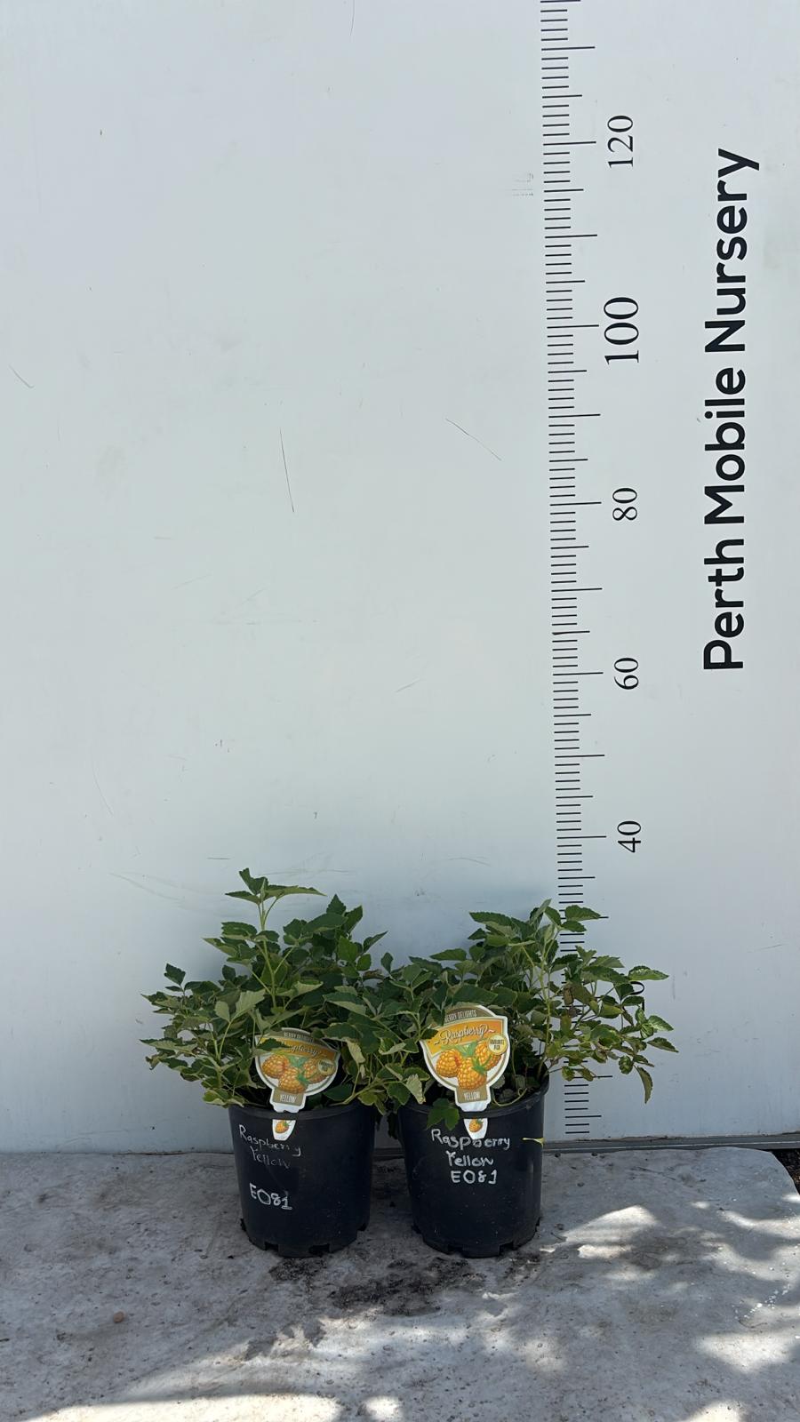 Raspberry Bush