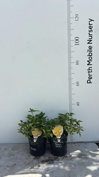 Raspberry Bush